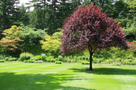 Why Hire A Professional For Your Lawn Care Needs?