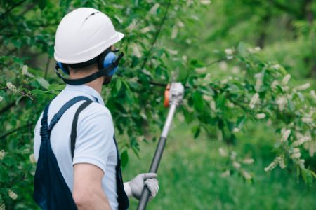 Bush trimming spring hill tn