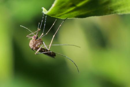 Pest disease control spring hill tn